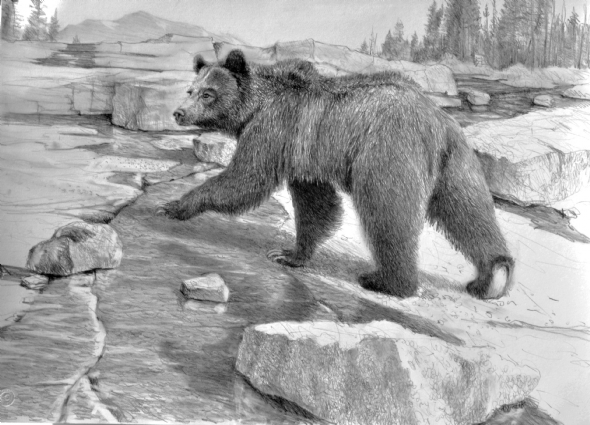 Jerry Antolik  Grizzly bear